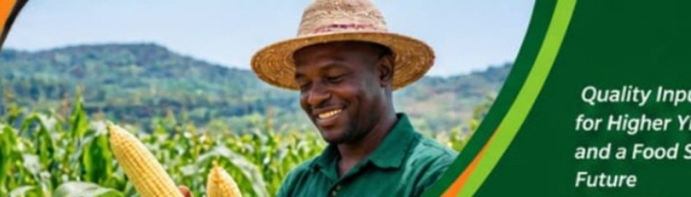 Farmer inspecting maize in a Rwandan field