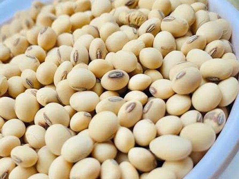 Soybean — Live Grow Ltd