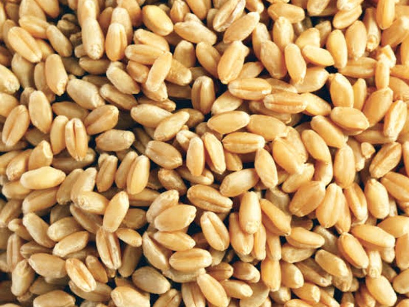 Wheat — Live Grow Ltd