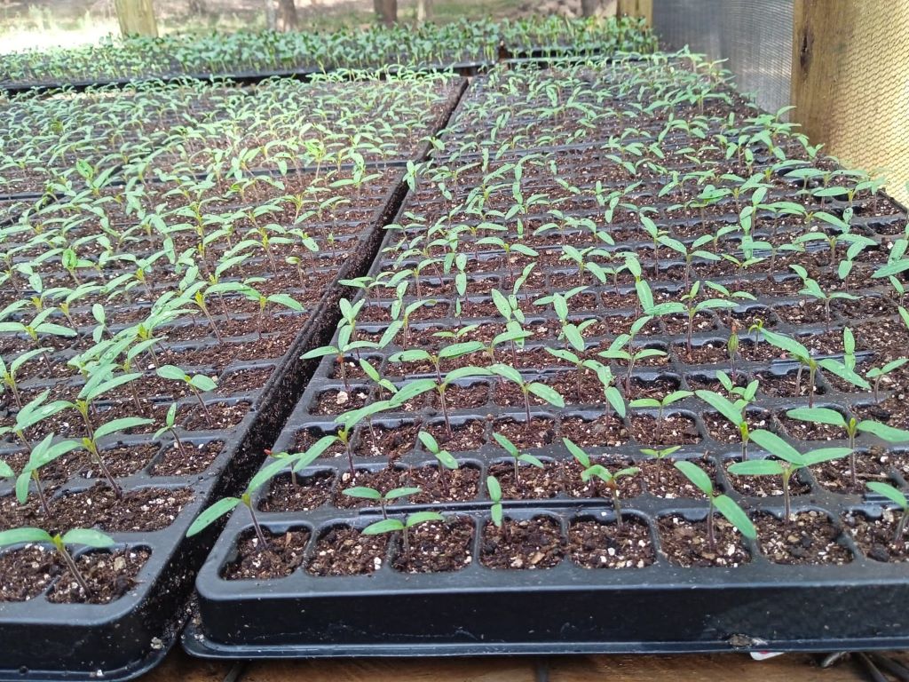 BROCOLI-MARATHONX1000SEEDS_23050RWF